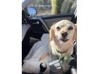 Adopt King Charles a Cocker Spaniel