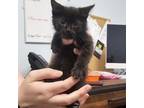Adopt Viserys (24-5143) a Domestic Medium Hair