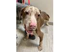 Adopt Jasper a Coonhound, Pit Bull Terrier