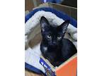 Adopt Bleu a Domestic Short Hair