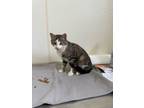 Adopt Simon - Black, Gray, & White Tabby in foster care a Domestic Short Hair