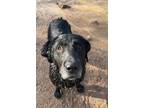 Adopt Stuart a Labrador Retriever, Hound