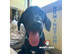 Adopt Remington a Labrador Retriever
