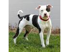 Adopt Moo Moo a Pit Bull Terrier
