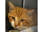 Adopt 0403-c24 a Domestic Short Hair