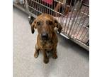 Adopt Stymie 24-07-156 a Black Mouth Cur
