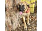 Adopt Porky 24-07-156 a Black Mouth Cur