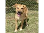 Adopt Spanky 24-07-156 a Black Mouth Cur