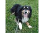 Adopt Maximus a Australian Shepherd