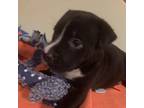 Dog for adoption - Rickie, a Labrador Retriever & Boxer Mix