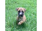 Dog for adoption - Rocky, a Shepherd & Boxer Mix