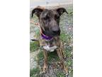 Dog for adoption - Heidi, a Dutch Shepherd