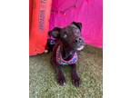 Dog for adoption - Gus, a Labrador Retriever & Great Dane Mix