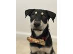 Adopt Jax (Ginny's Litter) a Labrador Retriever