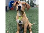 Dog for adoption - Copper, a Boxer & German Shepherd Dog Mix
