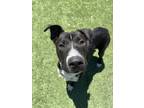 Adopt Slurpy a Pit Bull Terrier, Mixed Breed