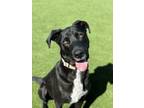 Adopt Cal a Labrador Retriever, Mixed Breed