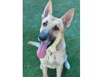 Adopt Nico a German Shepherd Dog, Mixed Breed