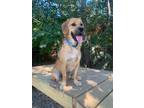 Adopt Lorado a Retriever, Beagle