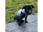 Adopt Sonny a Australian Cattle Dog / Blue Heeler, Mixed Breed