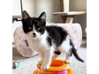 Adopt Stanley a Domestic Short Hair