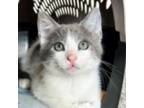Adopt Tater Tot a Domestic Short Hair