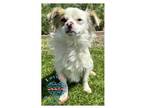 Dog for adoption - Cookie, a Spaniel & Papillon Mix