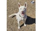 Adopt Aspen a Siberian Husky