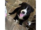 Adopt Bingo a Australian Cattle Dog / Blue Heeler, Mixed Breed