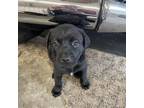 Adopt LeBron James a Mixed Breed