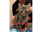 Adopt Devil's Food P. a Domestic Short Hair