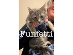 Adopt Funfetti P. a Domestic Short Hair
