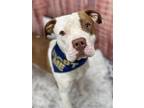 Dog for adoption - Pasta Sauce A166984, an American Staffordshire Terrier Mix