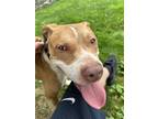 Adopt Abraham a American Staffordshire Terrier