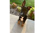 Adopt Rico Shore a Pit Bull Terrier