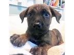 Dog for adoption - Eve, a Plott Hound Mix