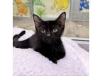 Adopt Everett a Domestic Short Hair