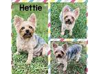Hettie Yorkie, Yorkshire Terrier Senior Female