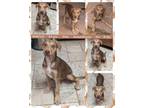 Adopt MARCUS a Australian Shepherd, Shepherd