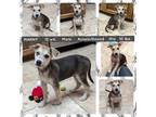 Adopt MANNY a Australian Shepherd, Shepherd