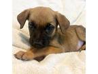 Dog for adoption - Edie, a Shepherd & Boxer Mix