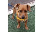 Dog for adoption - Mira, a Dachshund