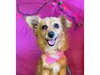 Dog for adoption - Josie, a Cocker Spaniel & Papillon Mix
