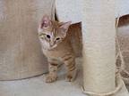Marigold Domestic Shorthair Kitten Female