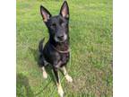 Adopt Ripley a German Shepherd Dog