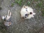 Dog for adoption - Willow & Scooter, an Australian Shepherd