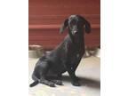 Adopt Andy a Mixed Breed