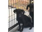 Adopt Wyatt a Mixed Breed