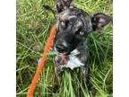 Dog for adoption - ChiChi, a Whippet Mix