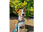 Adopt Hungry Hippo a Border Collie, Labrador Retriever
